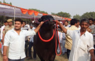 साल में डेढ़ करोड़ कमाकर देता है अनमोल हीरा, पशु मेले की शान है लक्ष्मी का अनमोल हीरा
