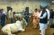इनेलो सुप्रीमो ओमप्रकाश चौटाला का जन्मदिन हवन यज्ञ, गौपूजन व पौधारोपण करके मनाया