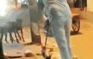 जीवप्रेमियों के दबाव में कुत्ते को मारने के आरोपी पिता-पुत्र गिरफ्तार