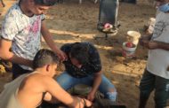 नंदी के पेट से निकाली 150 किलो पॉलीथिन, लोहे की स्क्रेप व सिक्के