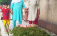 बेसहारा गोवंशों का सहारा बन रही हैं बुजुर्ग महिलाएं, पार्कों से घास काटकर भरती हैं बेसहारा गोवंशों का पेट।