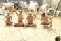 समाज के विभिन्न क्षेत्रो में उल्लेखनीय प्रदर्शन करने वाली महिलाओं को किया गया सम्मानित।
