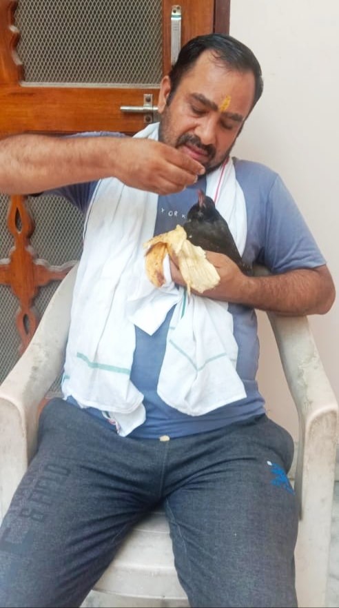 पेड़ों की अंधाधुंध कटाई से पक्षियों के प्राकृतिक आवास होते जा रहे खत्म, पेड़ कटाई के दौरान घोसलों से गिरे बच्चों को बचाकर नया जीवन देने का काम कर रही है गौधन सेवा समिति